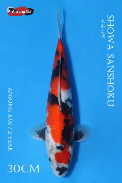 소화삼색 30cm