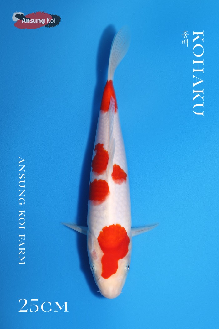 홍백 25cm