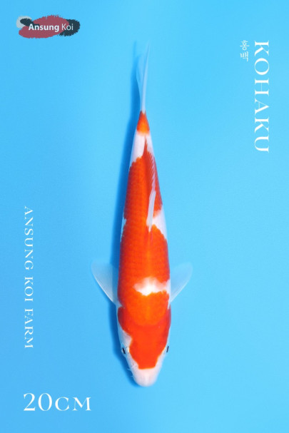 홍백 20cm
