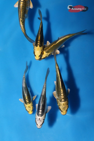 메탈릭 코이 8~10cm 1마리, 2마리세트