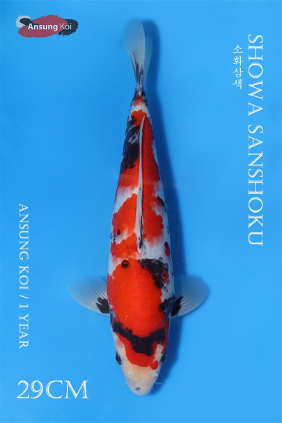 소화삼색 29cm
