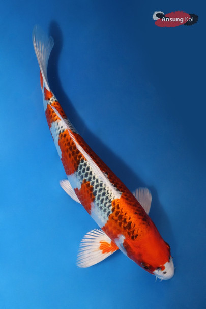 공작 27cm