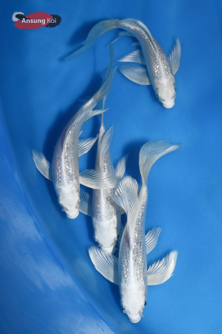 다이아플래티넘 버터플라이코이 15cm 전후, 20cm 전후