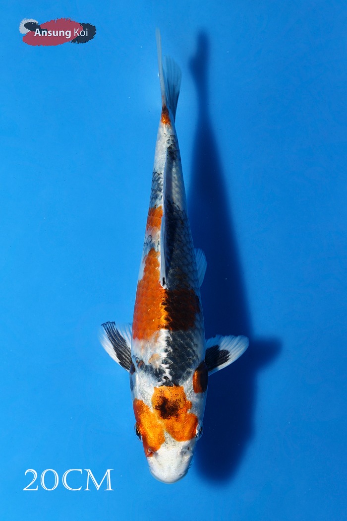 금소화 20cm