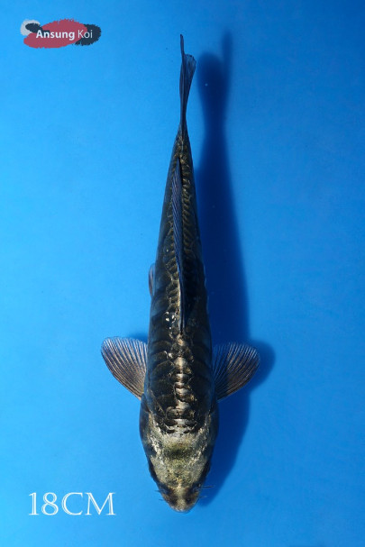 카부토 18cm