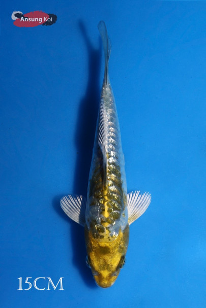 고가네 오치바시구레 15cm