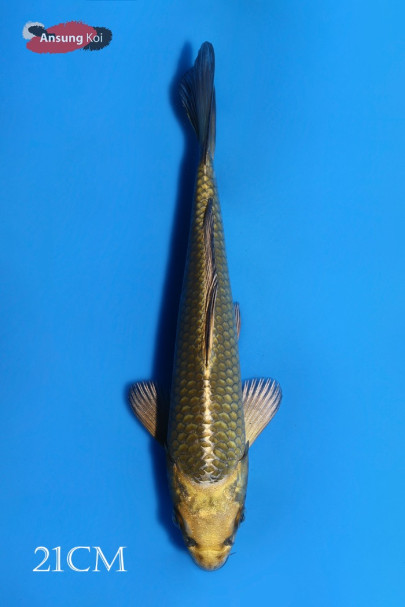 카부토 21cm