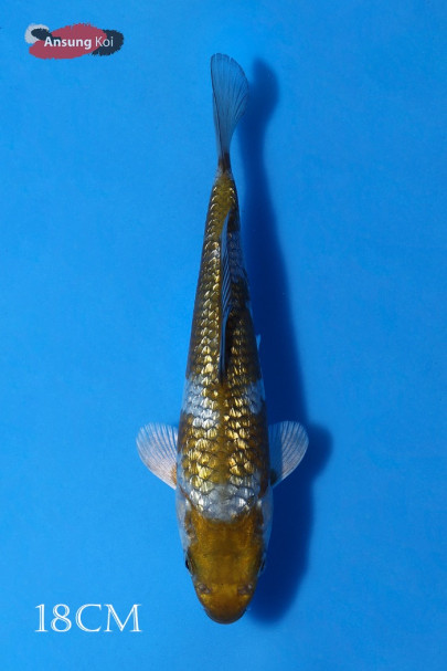 은린 오치바시구레 18cm
