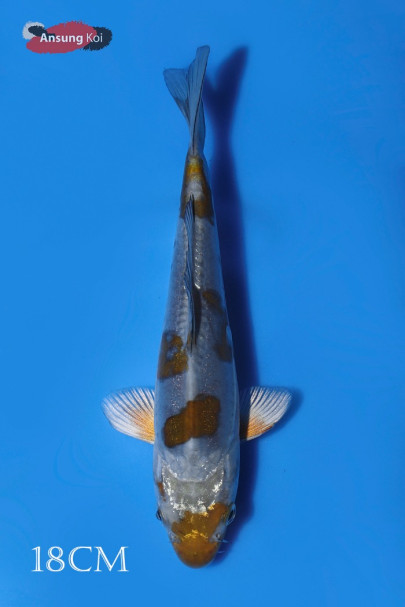 고가네 오치바쉬구레 18cm