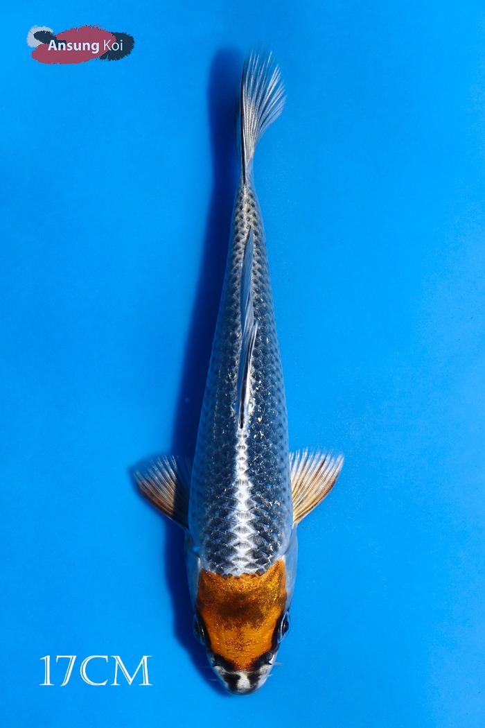 공작 단정 17cm
