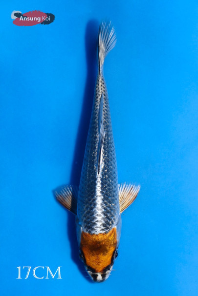 공작 단정 17cm