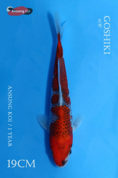 오색 19cm