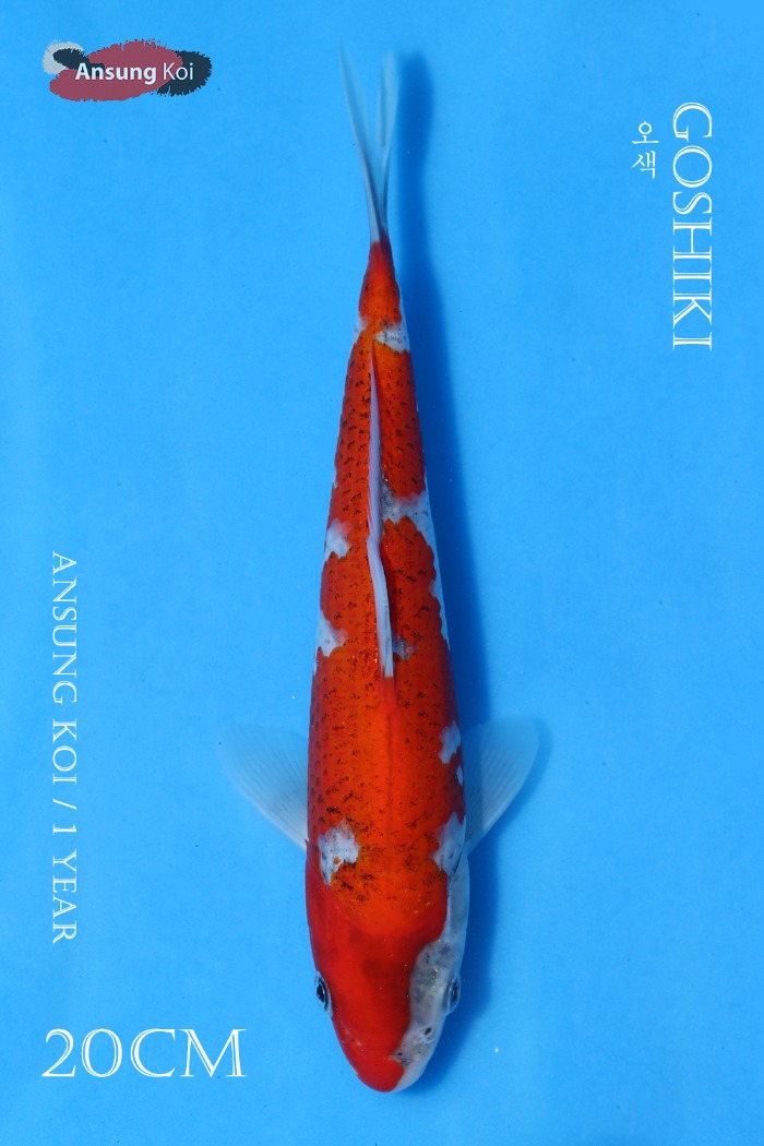 오색 20cm