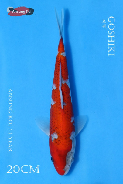 오색 20cm