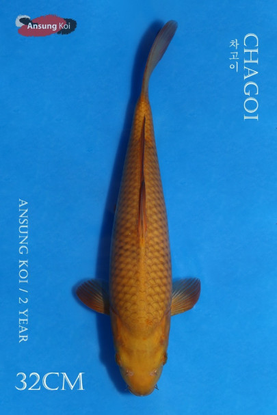 차고이 32cm