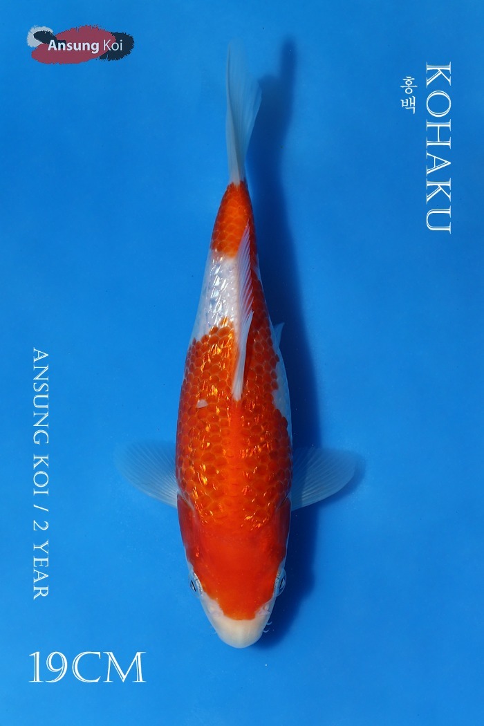 은린 홍백 19cm
