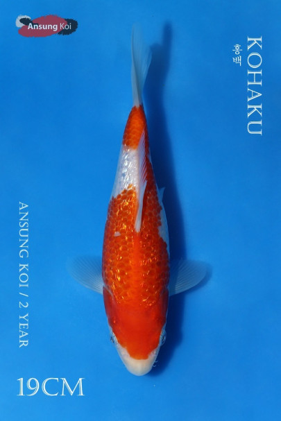 은린 홍백 19cm