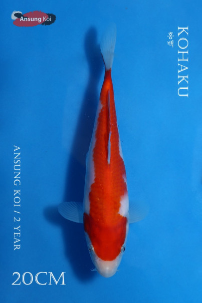 홍백 20cm