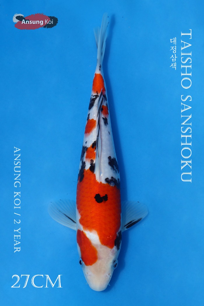 대정삼색 27cm