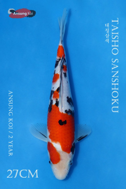 대정삼색 27cm