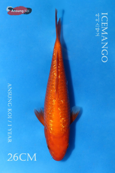 아이스 망고 26cm