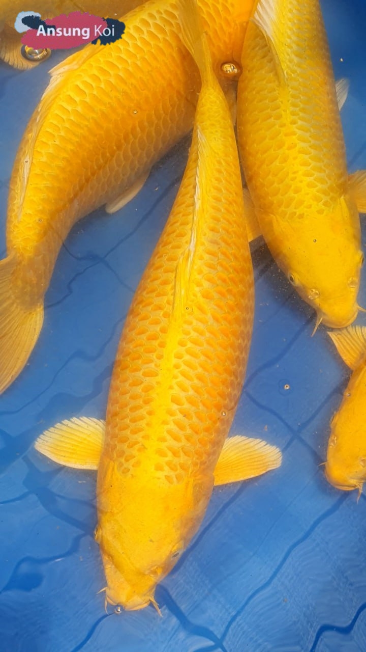 황금 60cm~100cm 전화문의
