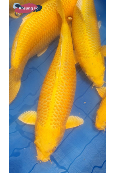 황금 60cm~100cm 전화문의