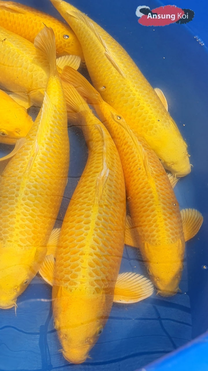 황금 50cm전후