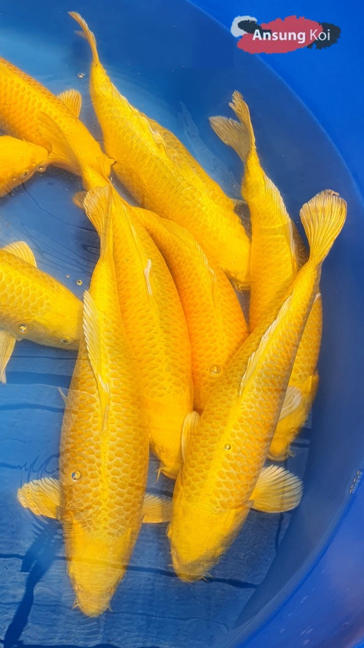 황금 40cm전후