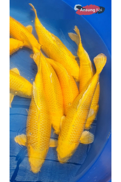 황금 40cm전후