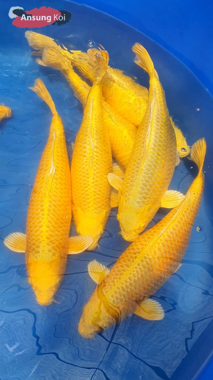 황금 특A급 35cm전후