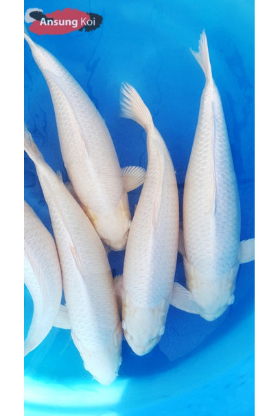 백금 50cm전후