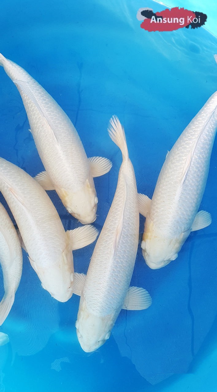 백금 40cm전후