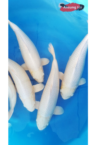백금 40cm전후