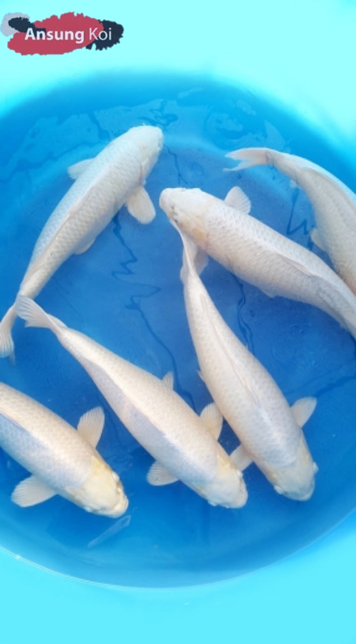 백금 35cm전후