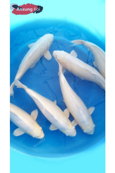 백금 35cm전후