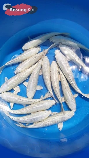 백금 25cm전후