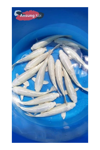 백금 25cm전후