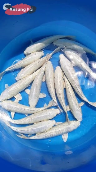 백금 A급 12cm전후 3마리세트