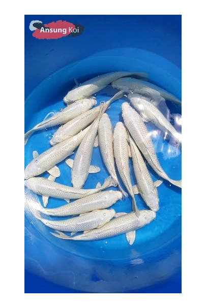 백금 A급 12cm전후 3마리세트