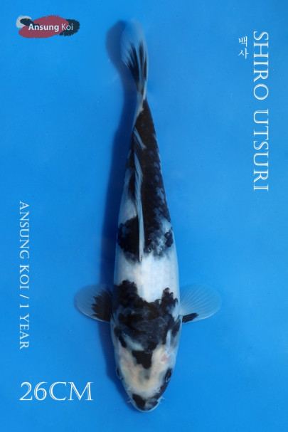 백사 26cm