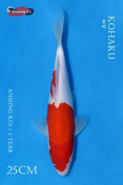 홍백 25cm