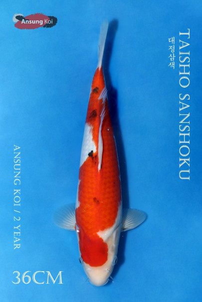 대정삼색 36cm