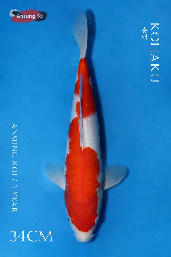 홍백 34cm