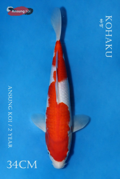 홍백 34cm