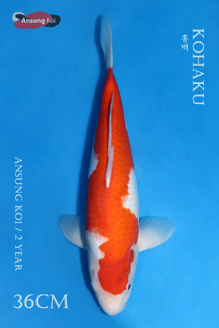 홍백 36cm