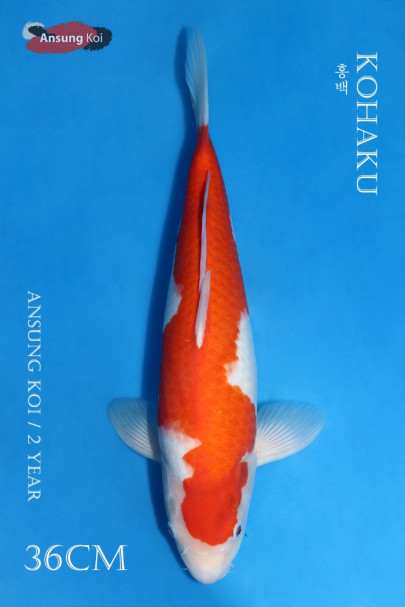 홍백 36cm