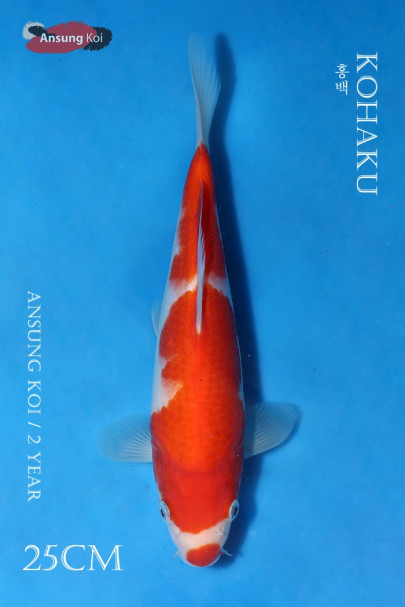 홍백 25cm