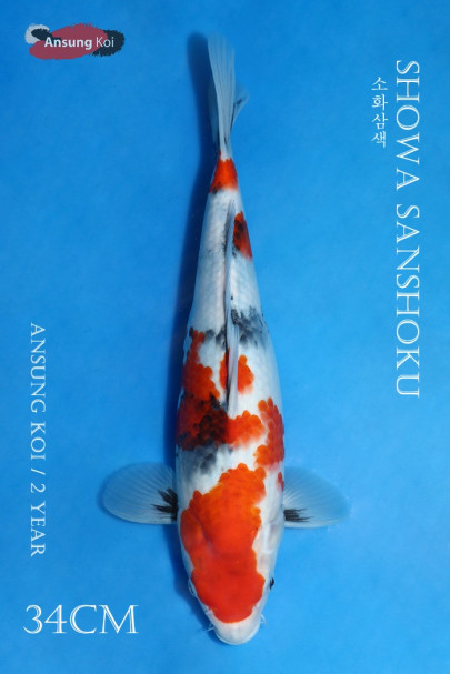 소화삼색 34cm