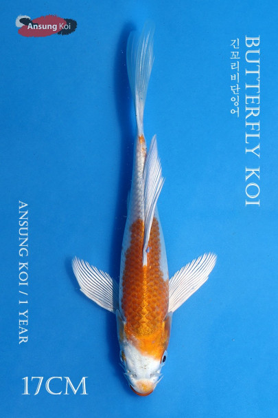 하리와케 버터플라이코이 17cm